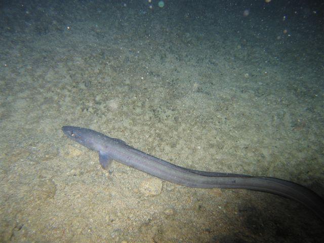erman dive